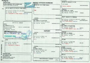 pedigree_Rafael